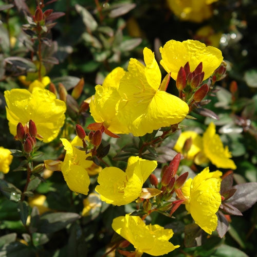 Evening Primrose Fireworks