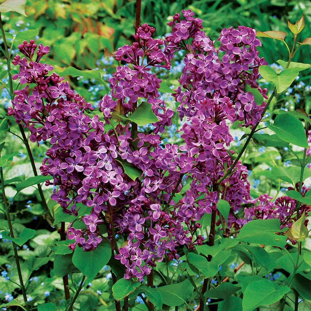 SYRINGA X HYACIN. &
