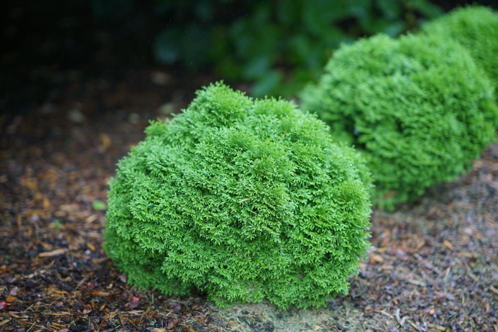 THUJA OCC. &
