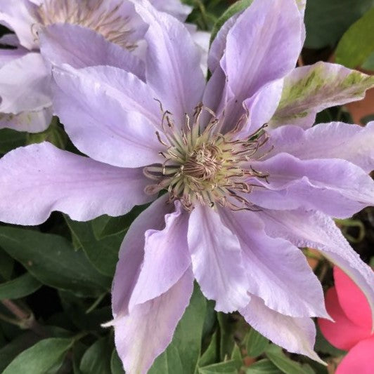CLEMATIS &
