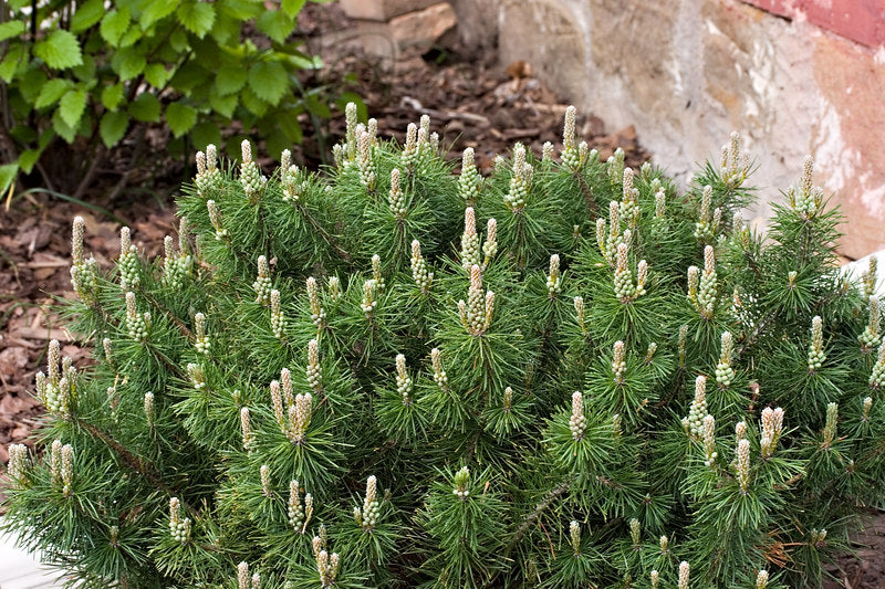 PINUS MUGO &