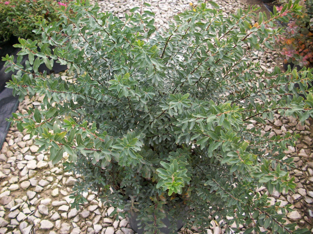 SPIRAEA NIPPONICA &