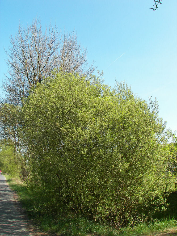 SALIX CAPREA G3 24"