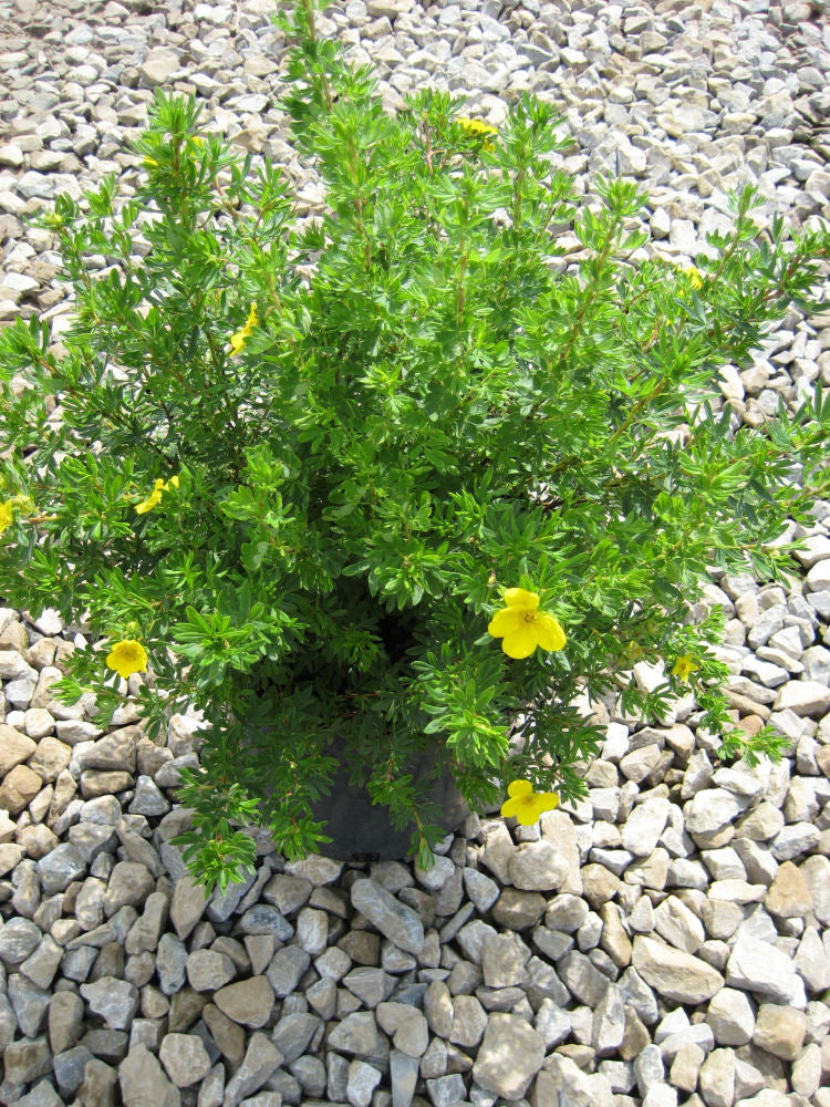 POTENTILLA FR. &
