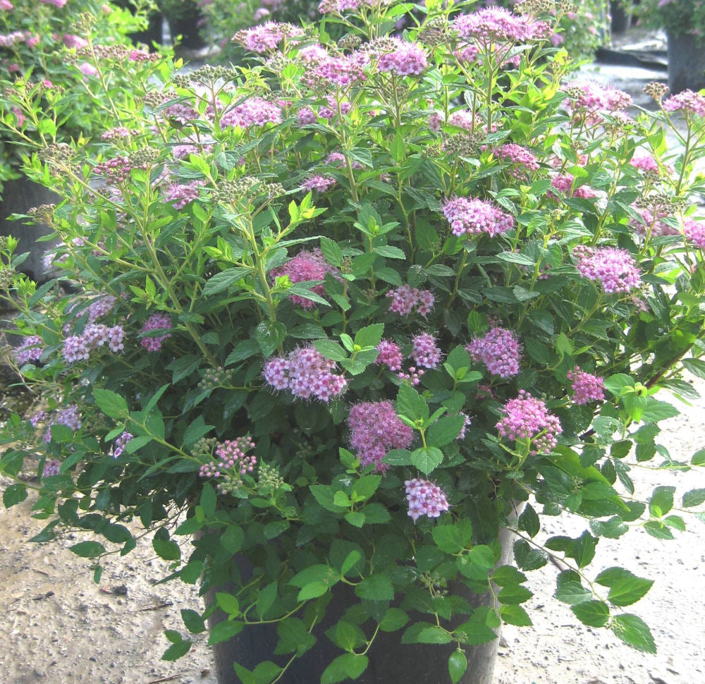 SPIRAEA JAP. &