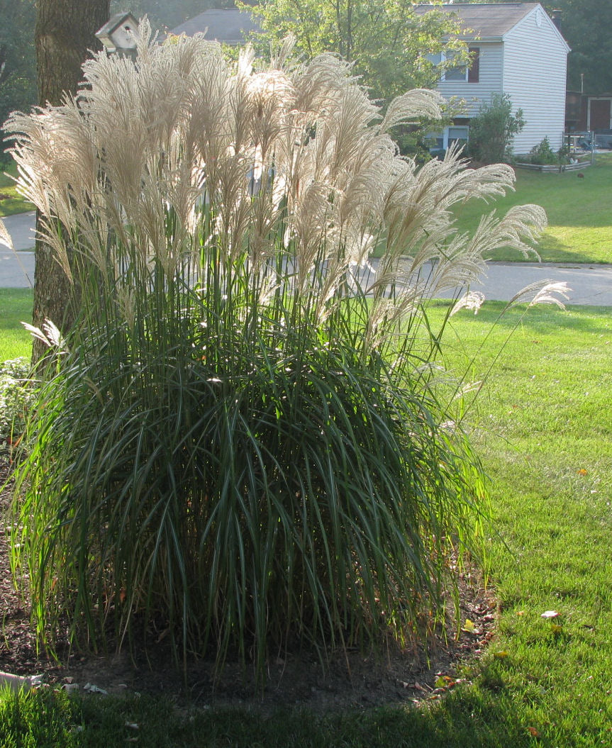 GRASS - M. S. &