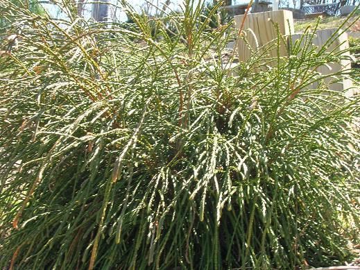 THUJA PLICATA &