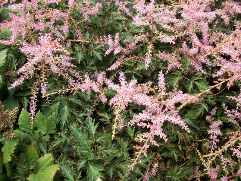 ASTILBE SIM. &