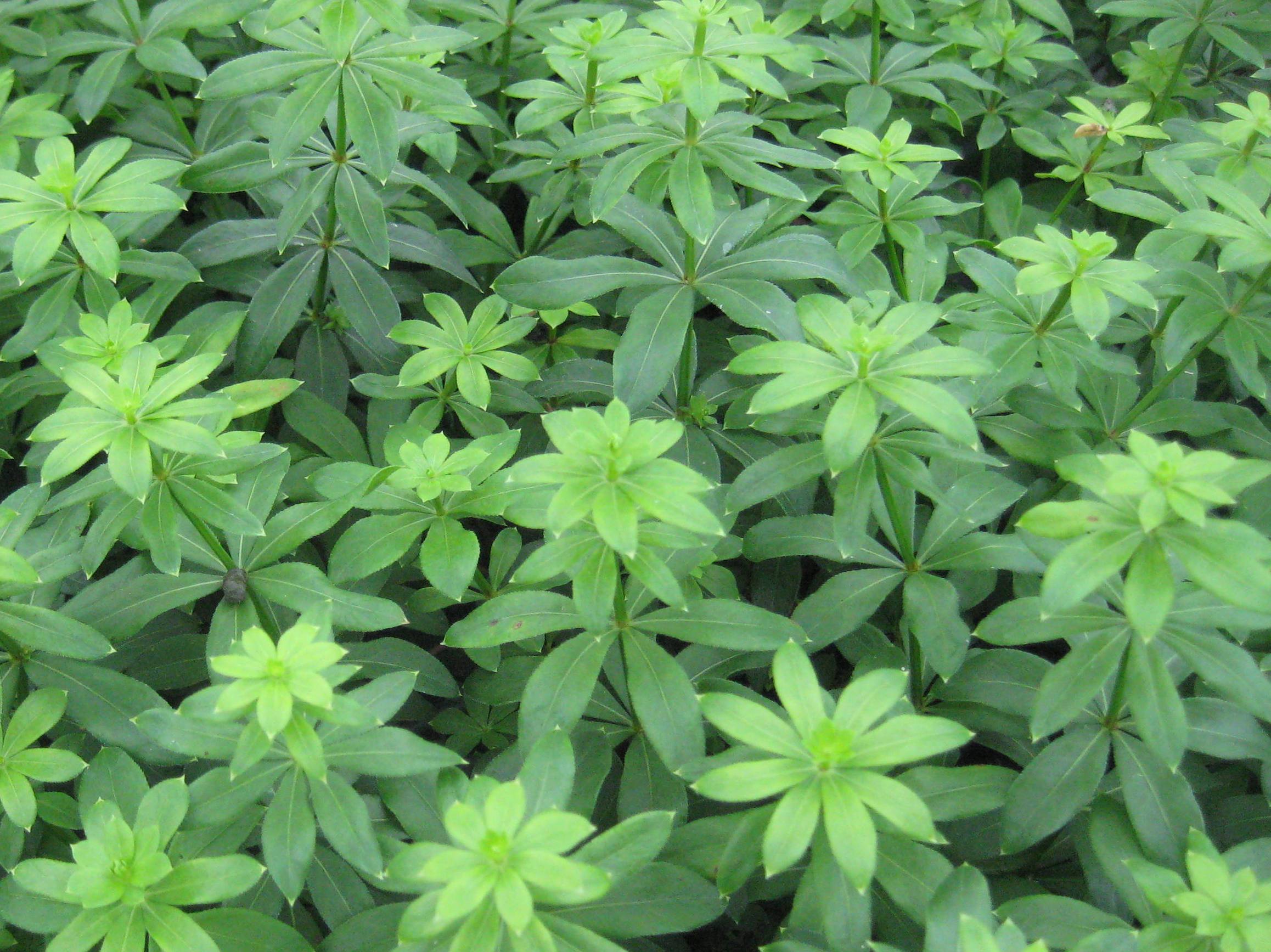 GALIUM ODORATUM 19CM