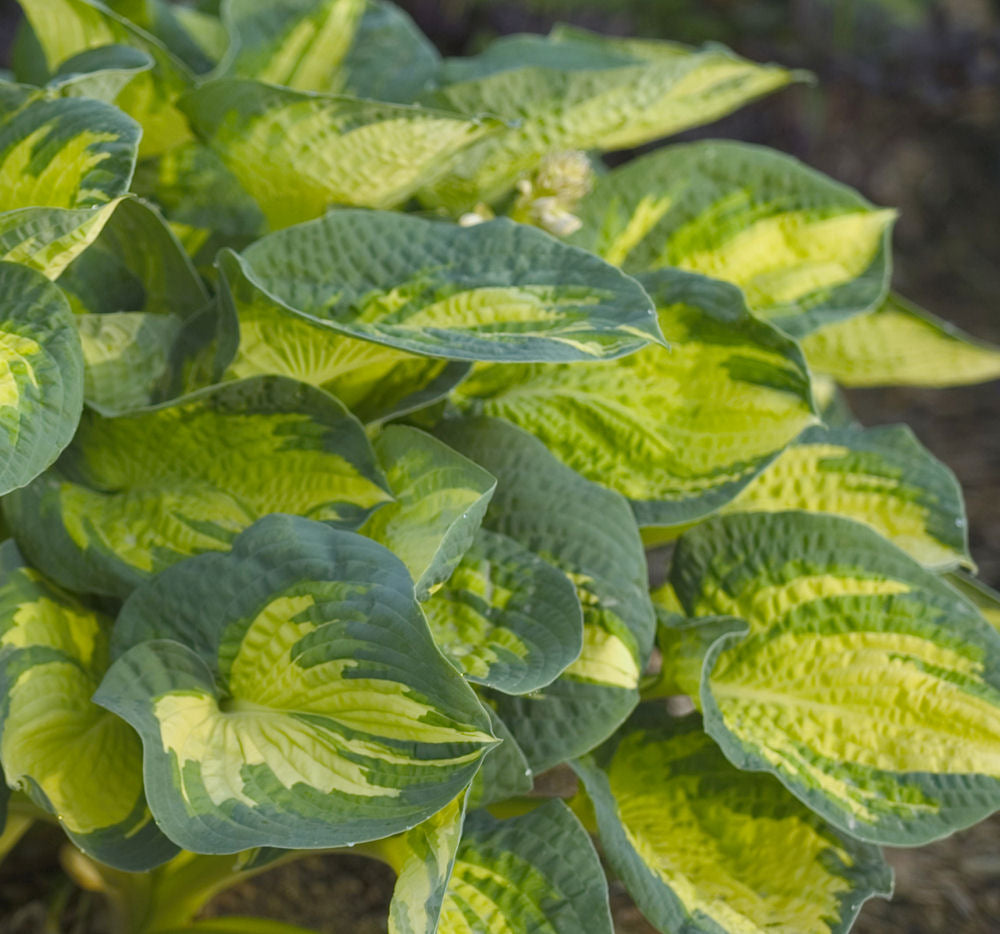 HOSTA &