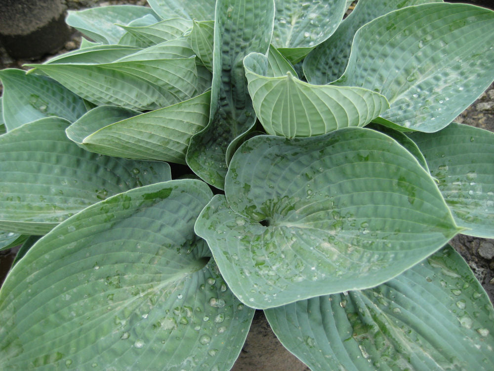 HOSTA &