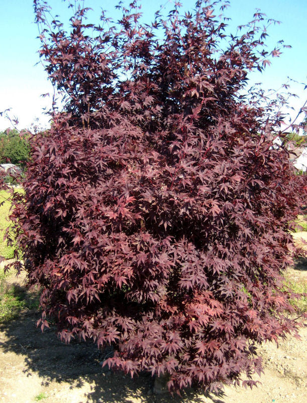 Japanese Maple &