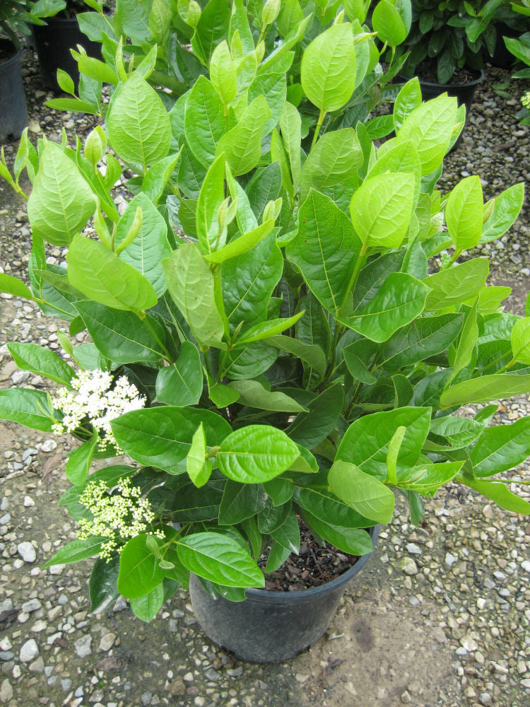 VIBURNUM NUDUM &