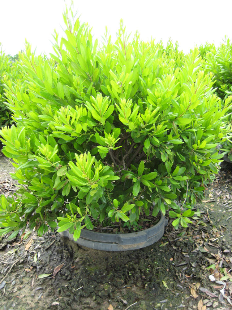 Northern Bayberry