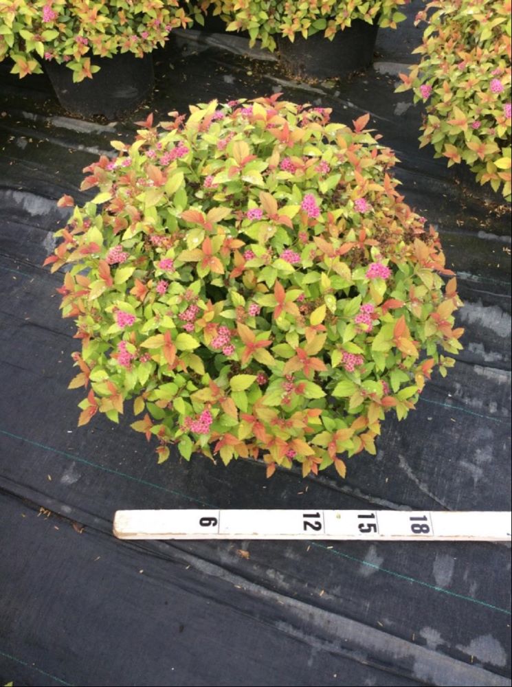 SPIRAEA JAP. &