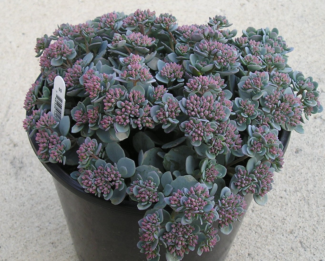 SEDUM &