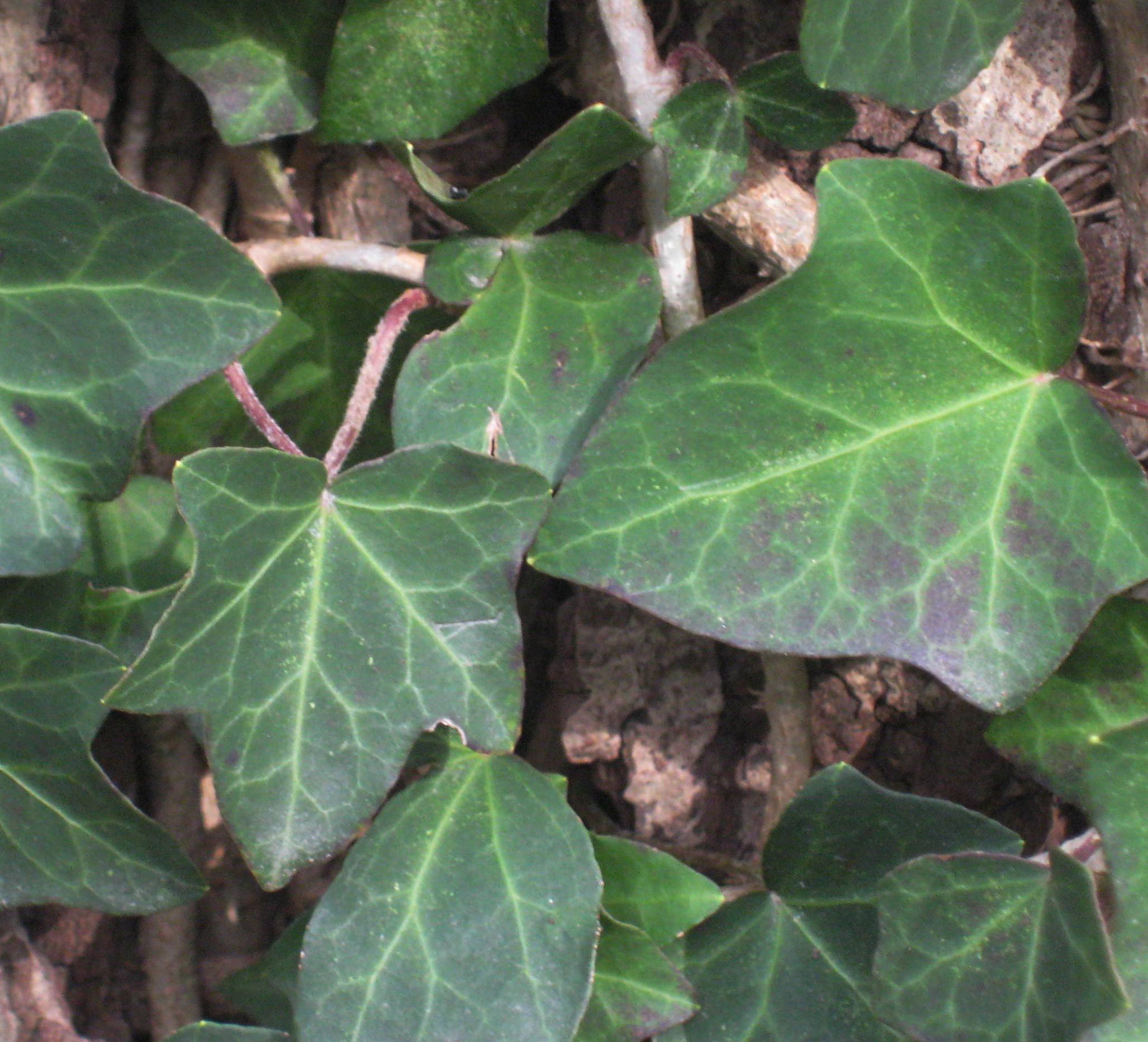 HEDERA HELIX &