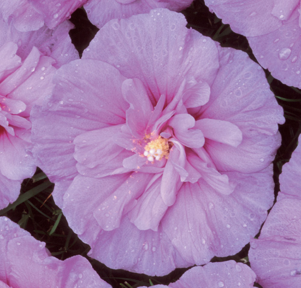 Lavender Chiffon® Rose of Sharon (HIBISCUS S. LAV. CHIFFON) - 3 gallon 18"