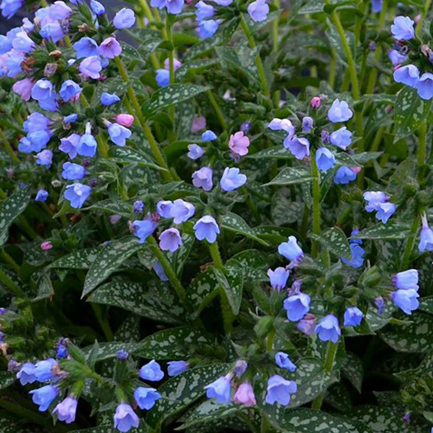 PULMONARIA &