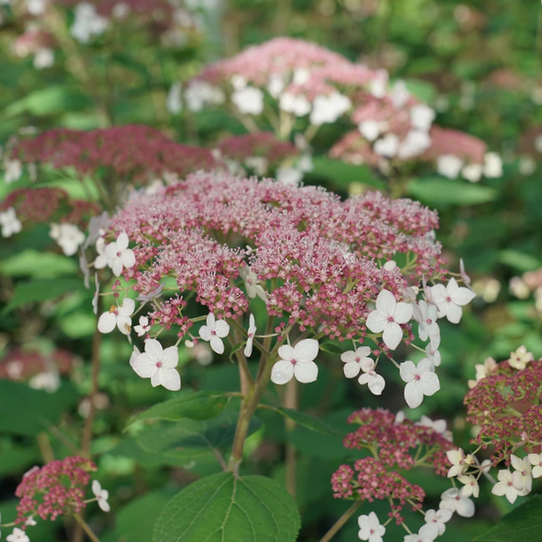 HYDRANGEA A. &