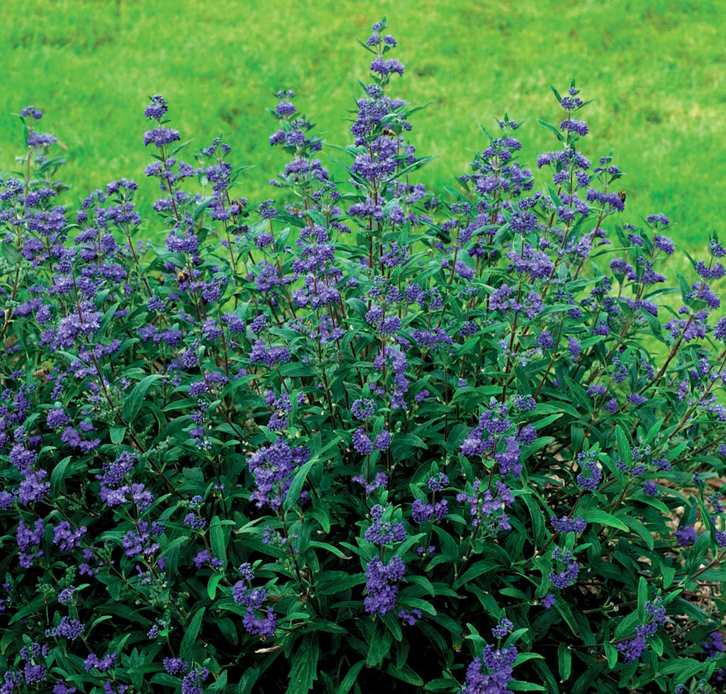 CARYOPTERIS X C. &