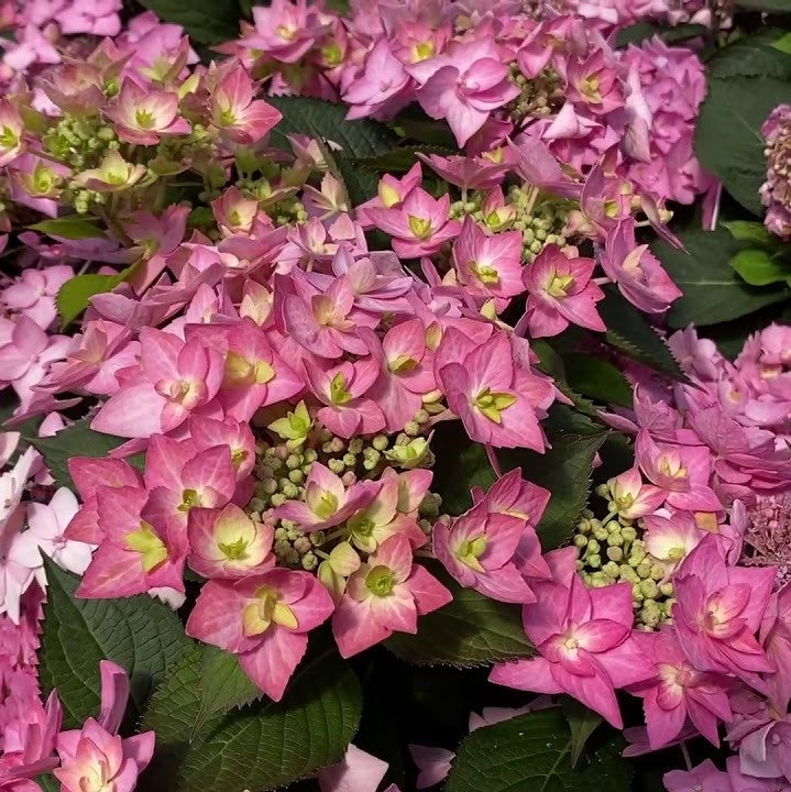 HYDRANGEA M. LET&