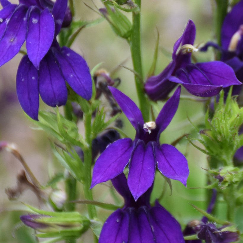 Lobelia Starship Blue