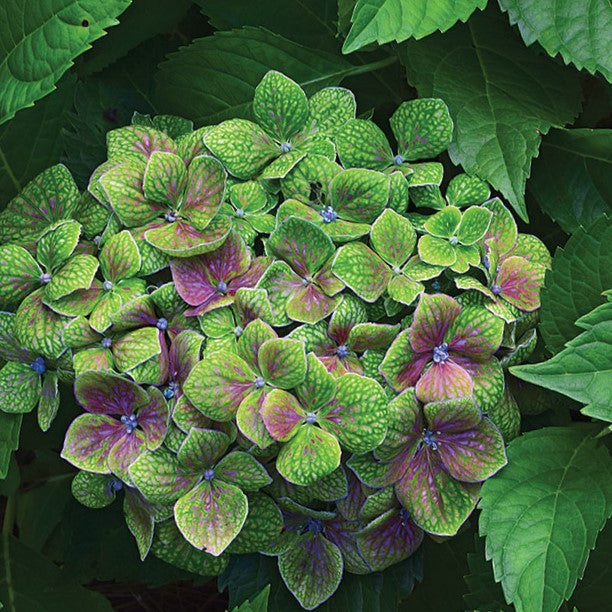 HYDRANGEA M. &