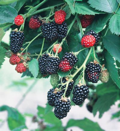 RUBUS &