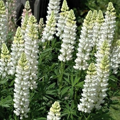 Lupine Noble Maid White