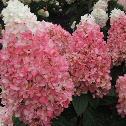 Magical® Ruby Snow Hydrangea (HYDRANGEA P RUBY SNOW) - 3 gallon