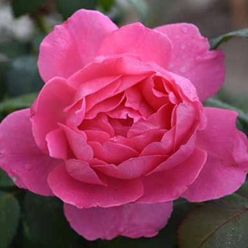 ROSE &
