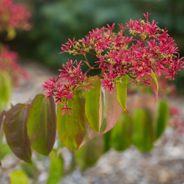 HEPTACODIUM TIANSHAN® G3 FE