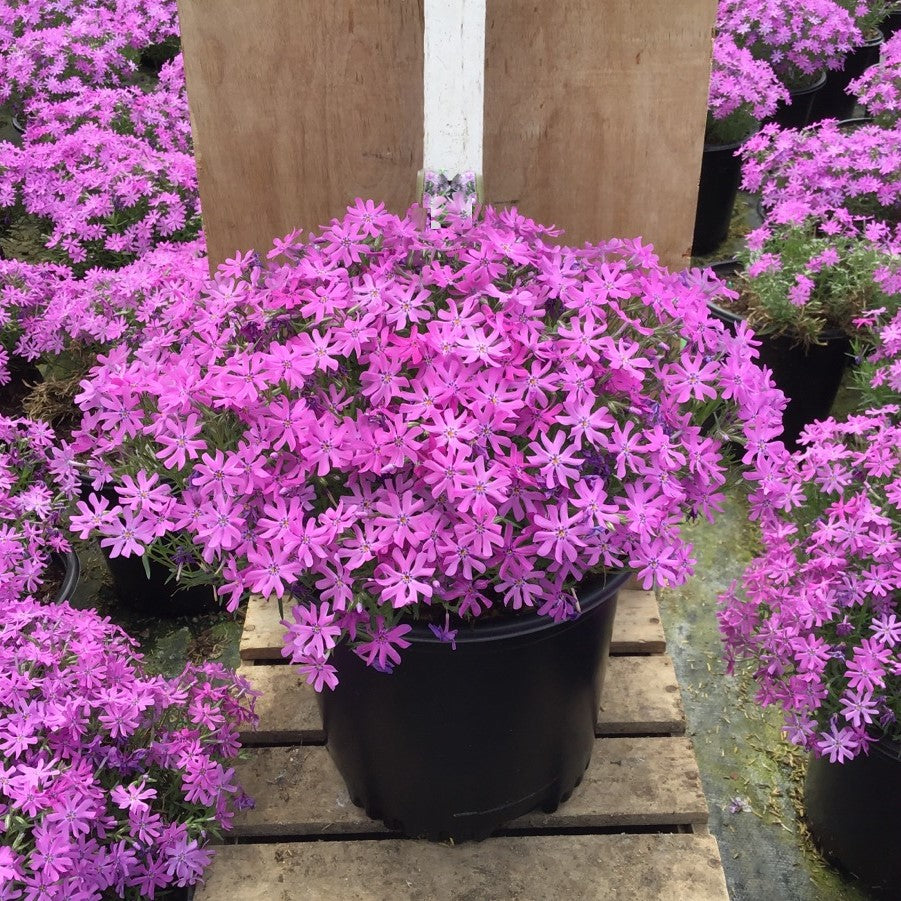 PHLOX SUB. &