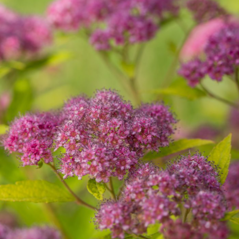 SPIRAEA JAP. &