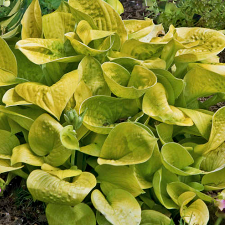 HOSTA MAUI BUTTERCUPS 19CM