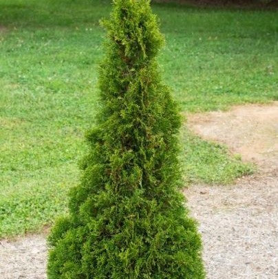 THUJA OCC. EMERALD PETITE G3 18"