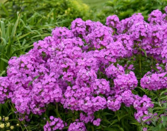 PHLOX PAN. &
