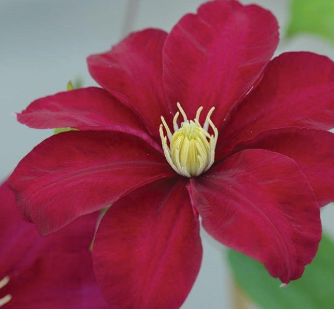 CLEMATIS &