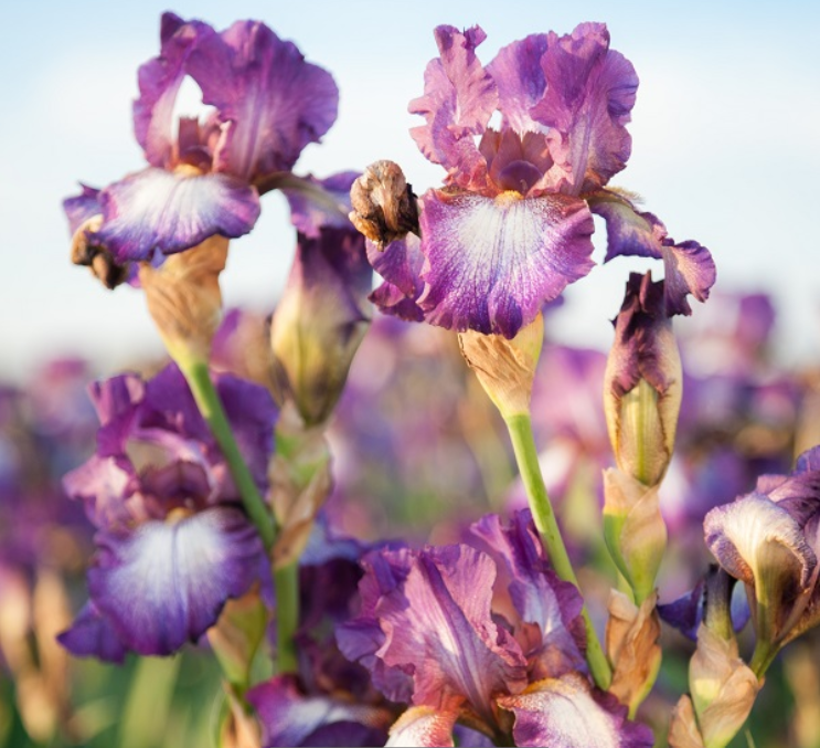 IRIS GERMANICA &