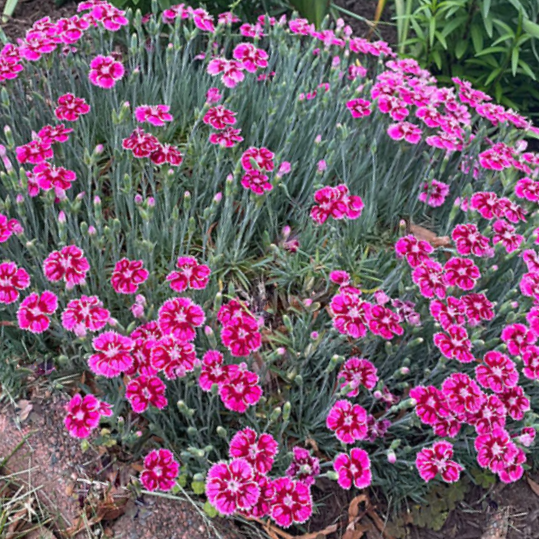 DIANTHUS EVERBLOOM PLUM GLORY 19CM