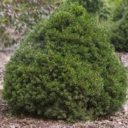 PICEA ABIES &