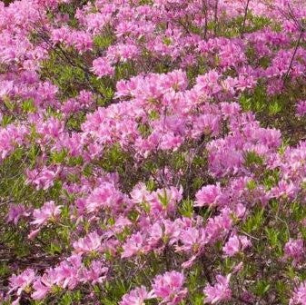 AZALEA EX. &