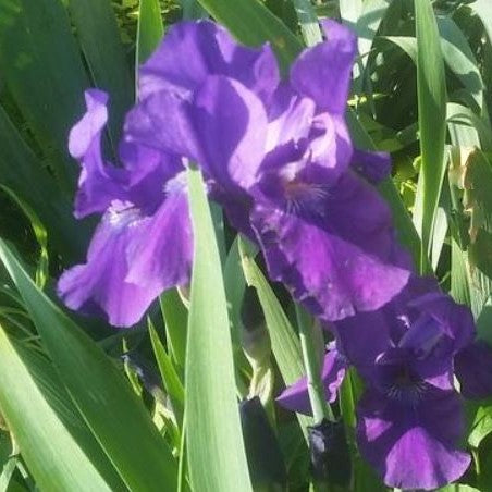 IRIS GERMANICA &