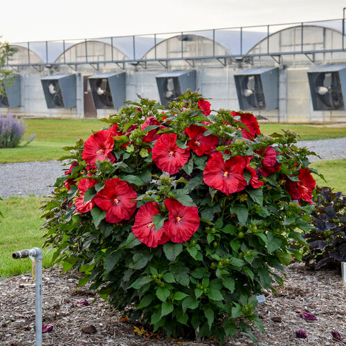 HIBISCUS X &