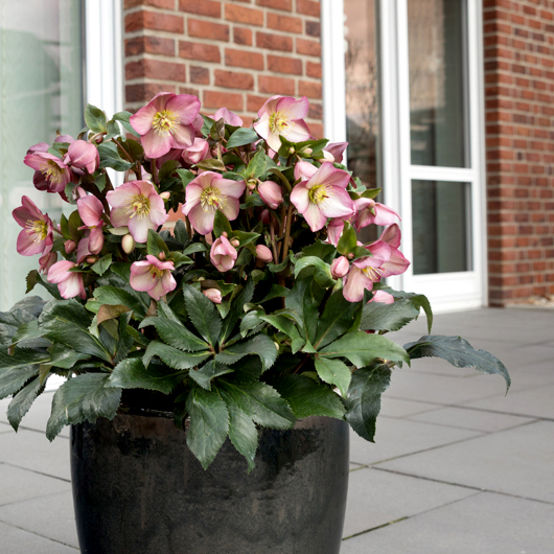 Helleborus Ice N Roses