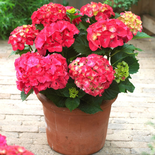 HYDRANGEA M. &