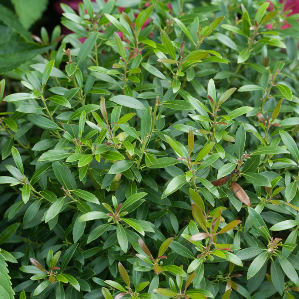 ILEX GLABRA &