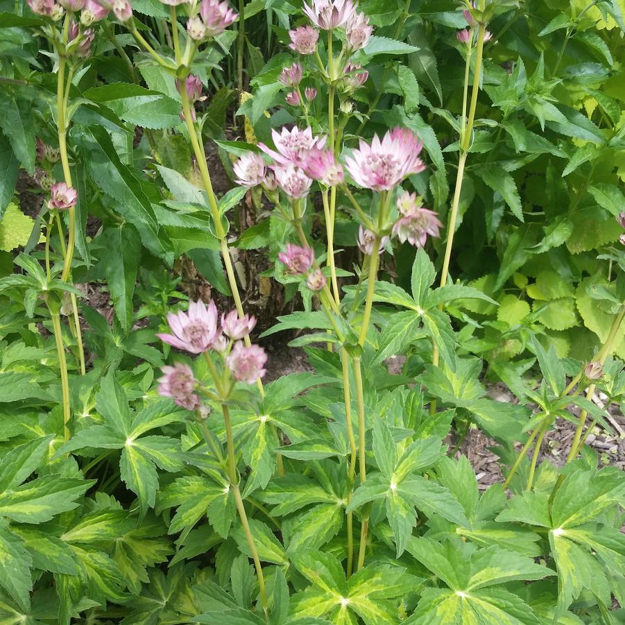 ASTRANTIA &