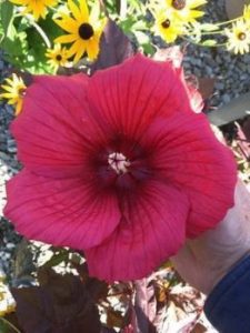 Hibiscus Carmine